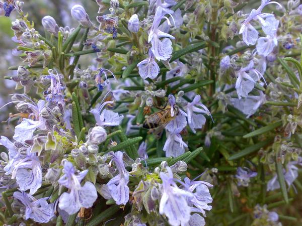 Riconoscimento ( Apis mellifera)